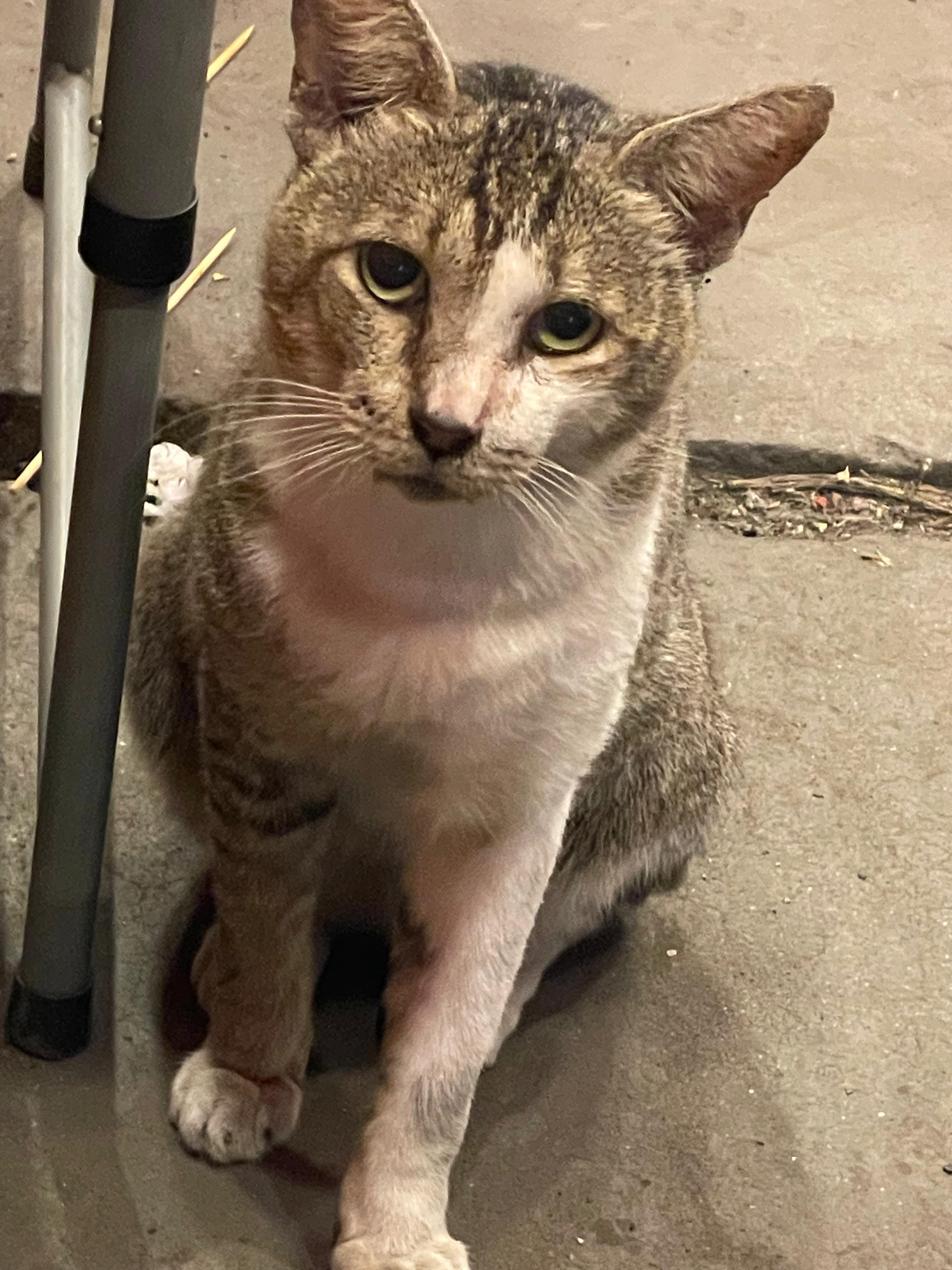 kucing melas